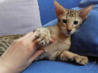 Лот: 2437086. Фото: 1. Ориентальные котята - мальчик... Кошки, котята