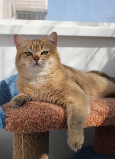Лот: 5194358. Фото: 1. Золотой британский кот. Кошки, котята