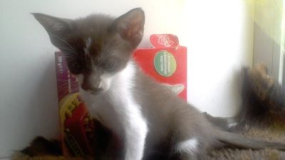 Лот: 5949078. Фото: 1. котик ориентальный. Кошки, котята