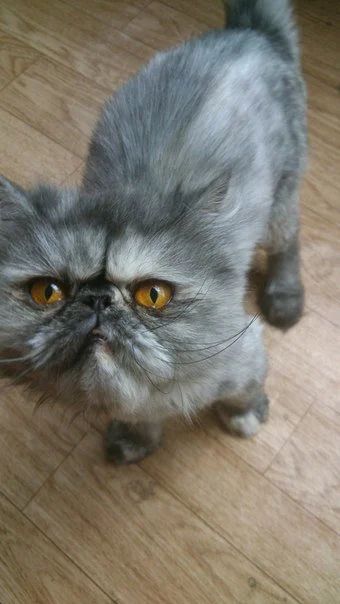 Лот: 3026618. Фото: 1. Продам персидскую кошку экстремального... Кошки, котята