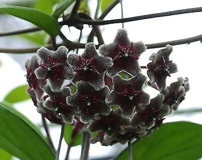 Лот: 7902875. Фото: 1. Хойя-Hoya pubicalyx black dragon. Горшечные растения и комнатные цветы