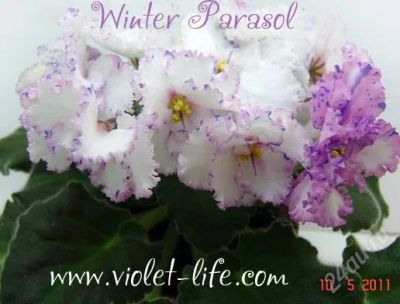 Лот: 2146790. Фото: 1. фиалка Winter Parasol. Горшечные растения и комнатные цветы