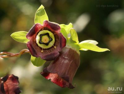 Лот: 15999834. Фото: 1. Кодонопсис уссурийский (Codonopsis... Пряные, лекарственные растения и зелень