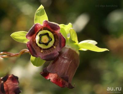 Лот: 15999834. Фото: 1. Кодонопсис уссурийский (Codonopsis... Пряные и лекарственные травы