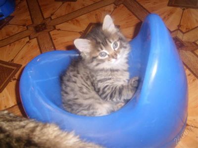 Лот: 687999. Фото: 1. котятки. Остальные животные