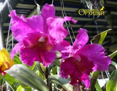 Лот: 2956400. Фото: 1. Орхидея Каттлея. Горшечные растения и комнатные цветы