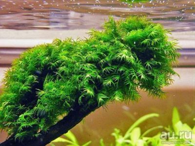 Лот: 13468500. Фото: 1. Мох Феникс - Фиссиденс фонтанус... Водные растения