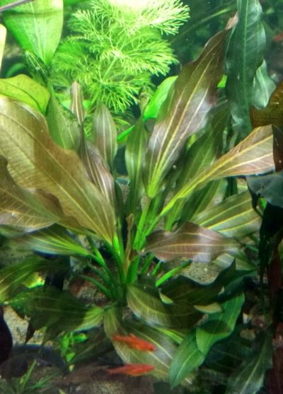 Лот: 17163022. Фото: 1. Эхинодорус Арлекин (Echinodorus... Водные растения