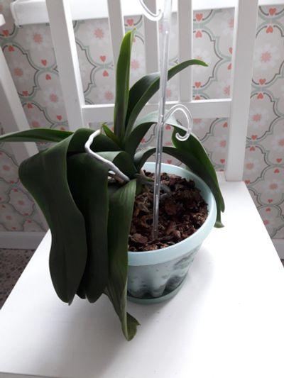 Лот: 18028124. Фото: 1. Орхидея. Горшечные растения и комнатные цветы