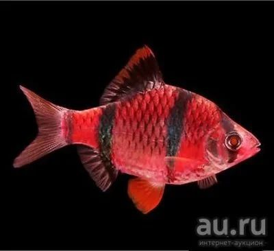 Лот: 16205178. Фото: 1. Барбус суматранский GloFish, барбус... Рыбки