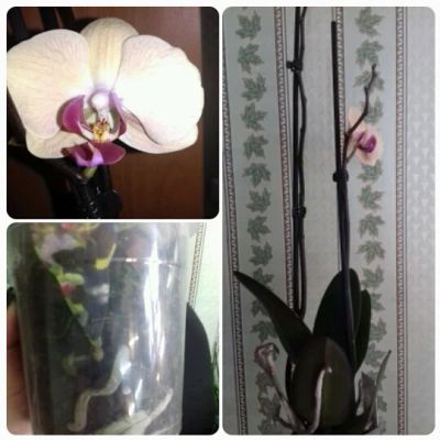 Лот: 3805345. Фото: 1. Орхидея фаленопсис 7. Горшечные растения и комнатные цветы