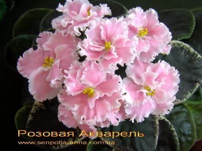 Лот: 6391811. Фото: 1. Фиалка Розовая акварель(Морев... Горшечные растения и комнатные цветы