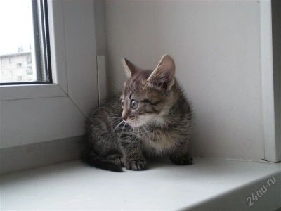 Лот: 991171. Фото: 1. Котенок девочка. Остальные животные