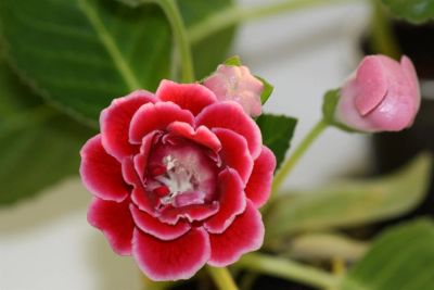 Лот: 3041414. Фото: 1. Глоксиния 2 (цветёт). Горшечные растения и комнатные цветы