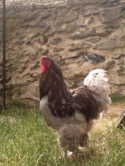 Лот: 7560033. Фото: 1. Продам петуха породы кур Брама. Птицы