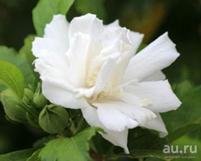 Лот: 18160894. Фото: 1. Гибискус махровый Double White... Горшечные растения и комнатные цветы
