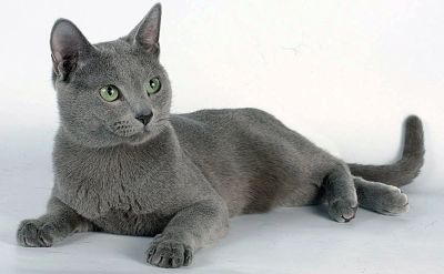Лот: 10408854. Фото: 1. Русская голубая (кот) 1 год. Бесплатна... Кошки, котята