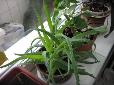 Лот: 11059440. Фото: 1. Алоэ, горшок. Горшечные растения и комнатные цветы