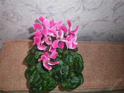 Лот: 2766469. Фото: 1. цикламен. Горшечные растения и комнатные цветы