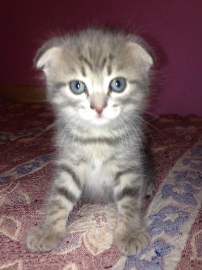 Лот: 11467304. Фото: 1. Котик шотландский вислоухий. Кошки, котята