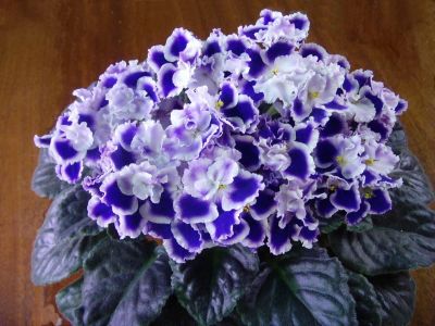Лот: 4987215. Фото: 1. Фиалка Rhapsodie Cora, лист. Горшечные растения и комнатные цветы