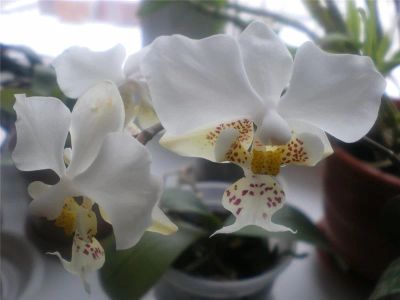 Лот: 3710291. Фото: 1. Phalaenopsis stuartiana. Горшечные растения и комнатные цветы