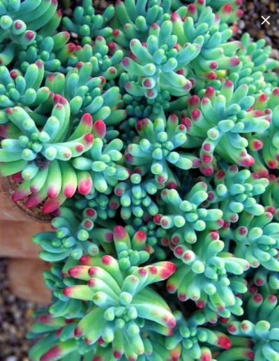 Лот: 6048391. Фото: 1. sedum pachyphyllum. Горшечные растения и комнатные цветы