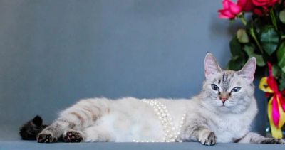 Лот: 9692982. Фото: 1. Кошка красавица в хорошие руки. Кошки, котята