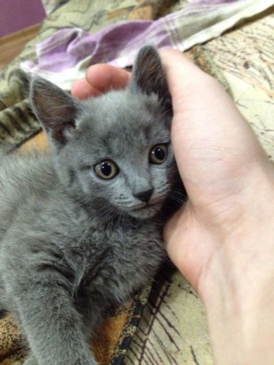 Лот: 4920718. Фото: 1. Отдам котят в хорошие руки. Кошки, котята