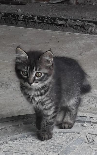 Лот: 8288268. Фото: 1. Кошечка Курильский бобтейл. Кошки, котята