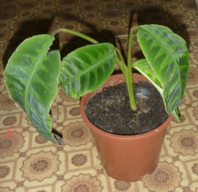 Лот: 4267006. Фото: 1. Калатея Варшевича (Calathea warscewiczii... Горшечные растения и комнатные цветы