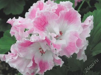 Лот: 5506757. Фото: 1. Пеларгония королевская Delli-черенок... Горшечные растения и комнатные цветы