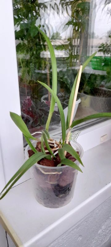 Лот: 22225845. Фото: 1. Орхидея BC Morning Gloryx *B.Nodosa... Горшечные растения и комнатные цветы