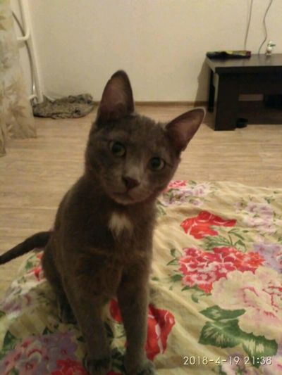 Лот: 11256172. Фото: 1. Котик молодой 4 мес.ищет дом... Кошки, котята