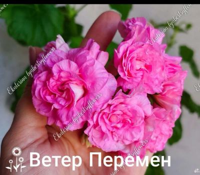 Лот: 20009585. Фото: 1. Сортовая пеларгония "Ветер Перемен... Горшечные растения и комнатные цветы
