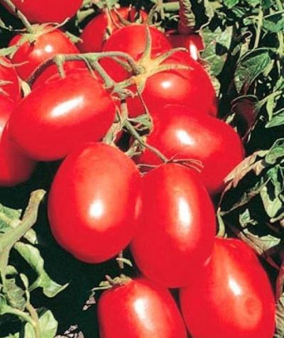 Лот: 7076777. Фото: 1. Томаты (помидоры), семена домашние... Овощи