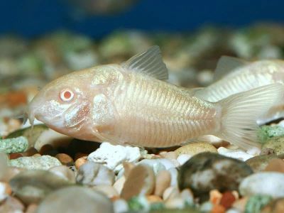Лот: 15528536. Фото: 1. Крапчатый сомик альбинос (Corydoras... Рыбки
