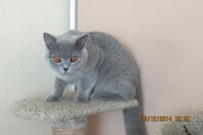 Лот: 4462438. Фото: 1. Британская кошка-подросток. Кошки, котята