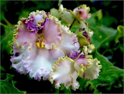 Лот: 3123129. Фото: 1. стартер фиалки Lime Jewel. Горшечные растения и комнатные цветы