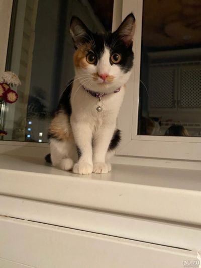 Лот: 16719326. Фото: 1. Отдам кошечку бесплатно. Кошки, котята