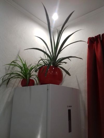 Лот: 16068084. Фото: 1. Ананас в красивом красном горшке. Горшечные растения и комнатные цветы