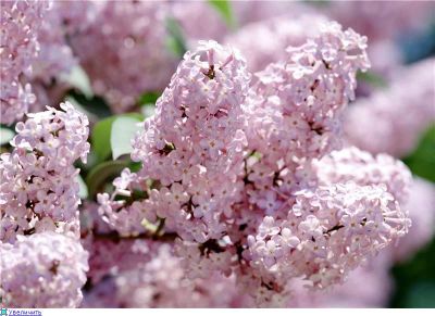 Лот: 4056269. Фото: 1. сирень куст. Другое (семена, рассада, садовые растения)