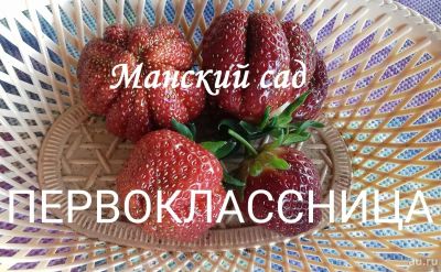 Лот: 4330245. Фото: 1. Рассада садовой земляники(клубники... Другое (семена, рассада, садовые растения)