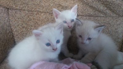 Лот: 4008642. Фото: 1. Сиамские котята. Кошки, котята
