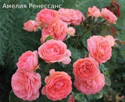 Лот: 20017378. Фото: 1. Саженцы розы Амелия Ренессанс. Декоративные кустарники и деревья