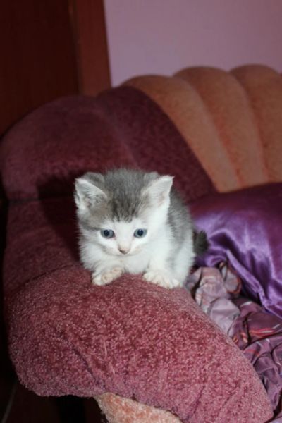 Лот: 9154807. Фото: 1. Британские мальчики. Кошки, котята