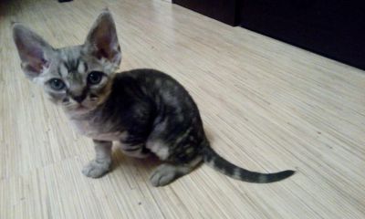 Лот: 6661360. Фото: 1. Котёнок девон-рекс. Кошки, котята
