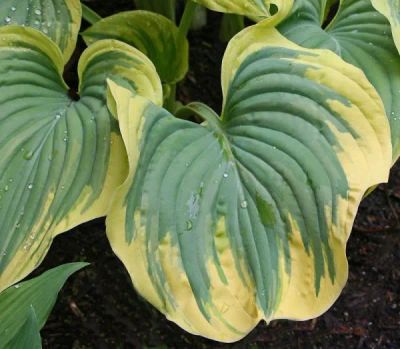 Лот: 25440224. Фото: 1. Хоста Меджик Фаер (hosta Magic... Садовые цветы