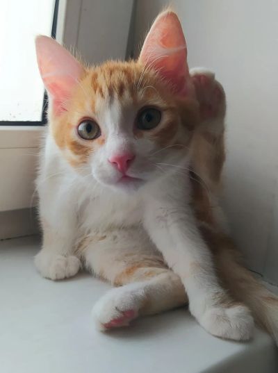 Лот: 23284086. Фото: 1. Рыжий котёнок, 3 мес. Кошки, котята