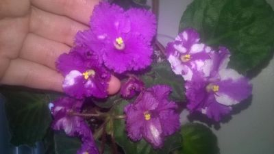 Лот: 9210745. Фото: 1. Фиалка фиолетово-белая (срежу... Горшечные растения и комнатные цветы
